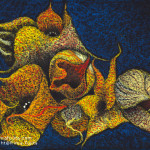 Starfish Cactus / スターフィッシュカクタス